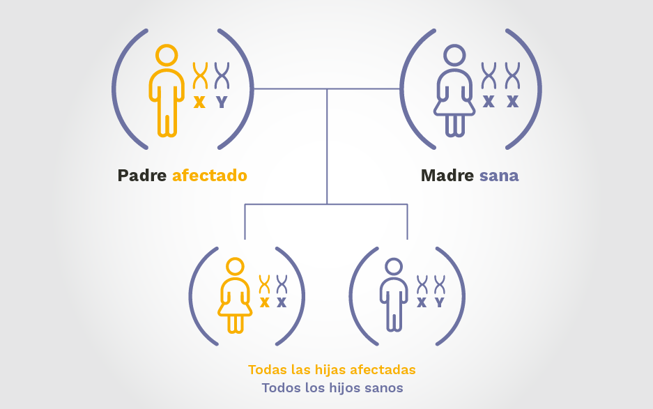 Diagrama de herencia genética: padre con XLH, madre sana. Todas las hijas heredan XLH, ningún hijo varón hereda XLH.